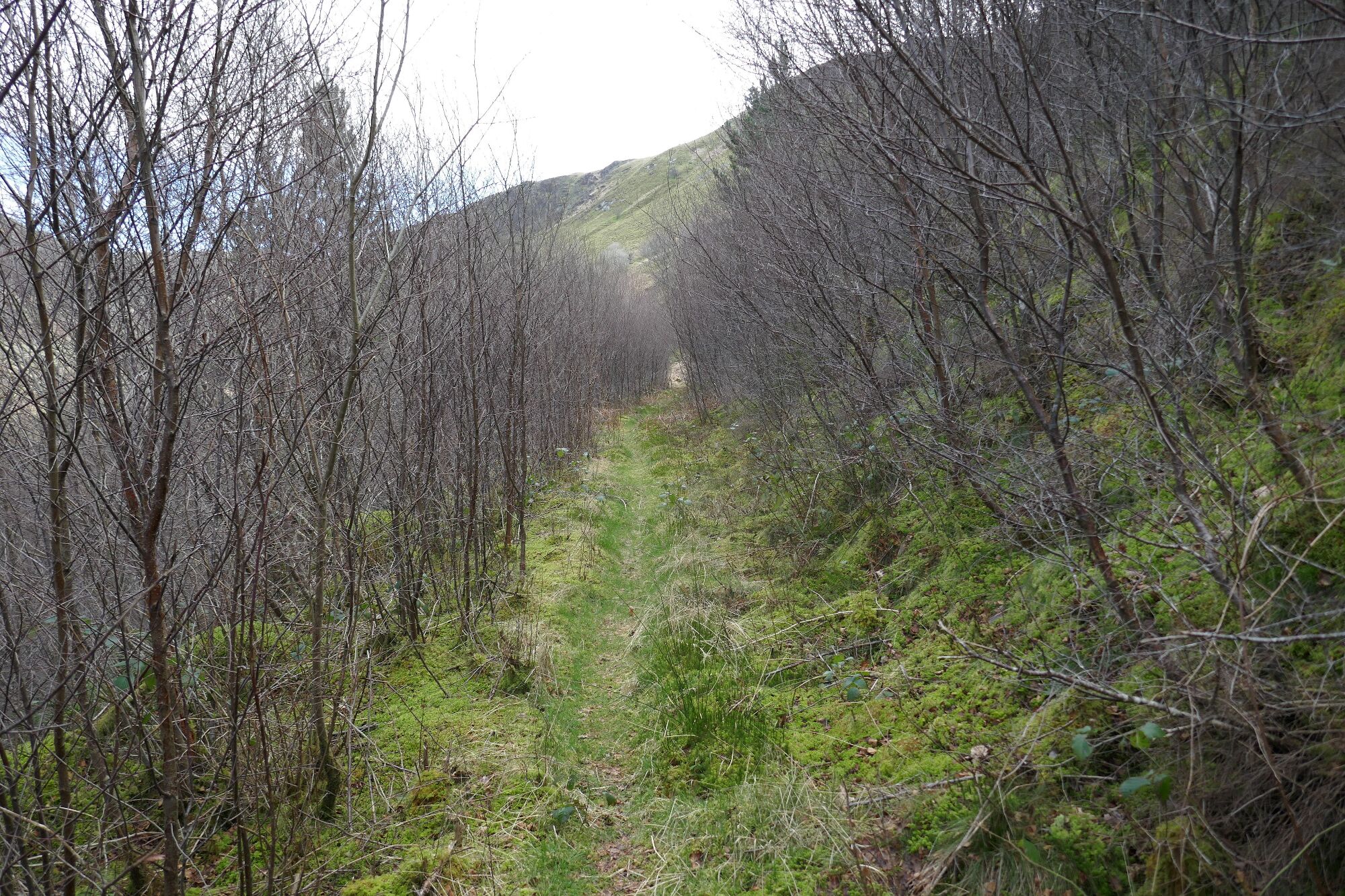 RachelSeabrook.net | Wild Walking | Cwm Cyneiniog and Craig y Pistyll | pic05